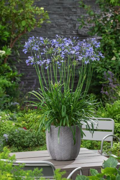 Blue Flowering Plants 