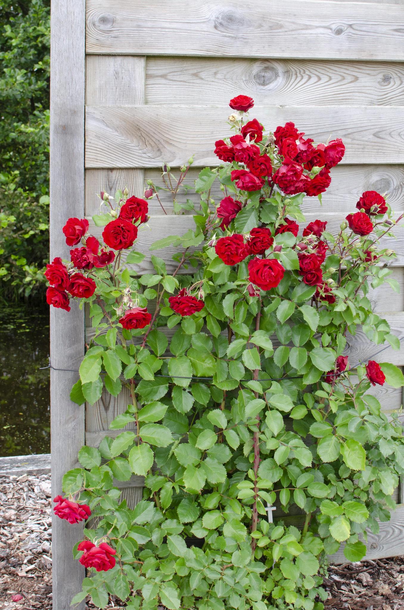 Rosa Crazy in love 'Red' - Rode Roos