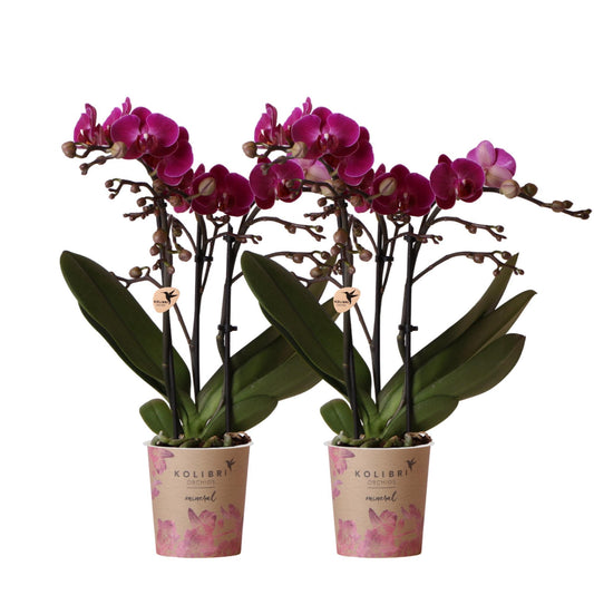 COMBI DEAL van 2 paarse phalaenopsis orchideeën - Morelia - potmaat Ø9cm | bloeiende kamerplant - vers van de kweker