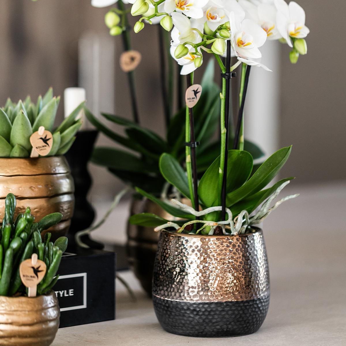 Geel rode Phalaenopsis orchidee + Elite sierpot copper – potmaat Ø9cm – 40cm hoog | bloeiende kamerplant in bloempot - vers van de kweker