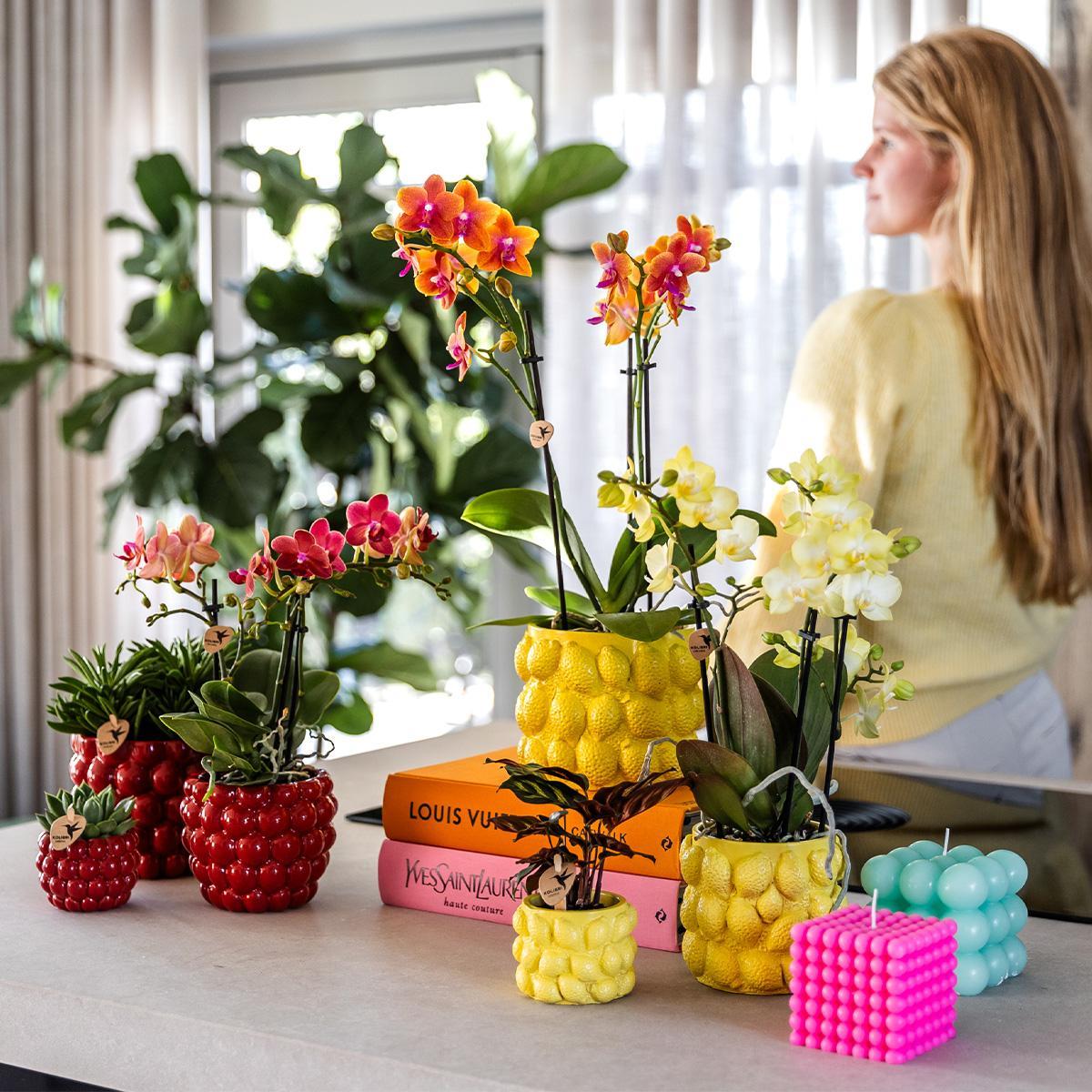 Gele Phalaenopsis orchidee - Mexico + Citrus sierpot yellow - potmaat Ø9cm | bloeiende kamerplant - vers van de kweker