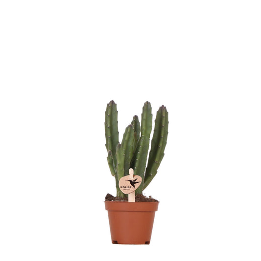 Groene plant - Stapelia - groene kamerplant - vers van de kweker - Ø6cm