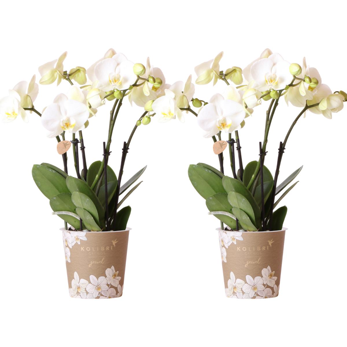 COMBI DEAL van 2 witte Phalaenopsis orchideeën - potmaat Ø12cm | bloeiende kamerplant - vers van de kweker