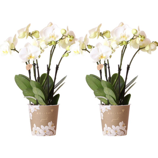 COMBI DEAL van 2 witte Phalaenopsis orchideeën - potmaat Ø12cm | bloeiende kamerplant - vers van de kweker