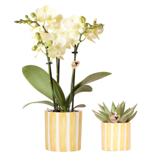 Set van gele orchidee Mexico en succulent in Painted Stripe sierpot - potmaat Ø9cm & Ø6cm | bloeiende kamerplant - vers van de kweker