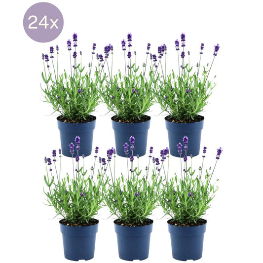 Lavandula Angustifolia Felice 