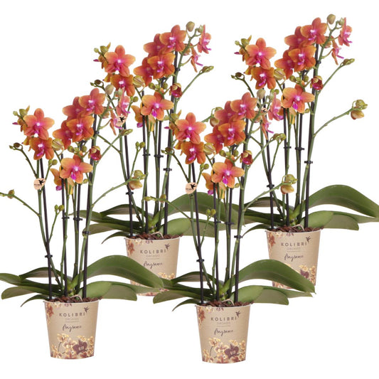 COMBI DEAL van 4 geurende oranje Phalaenopsis orchideeën - potmaat Ø12cm | bloeiende kamerplant - vers van de kweker