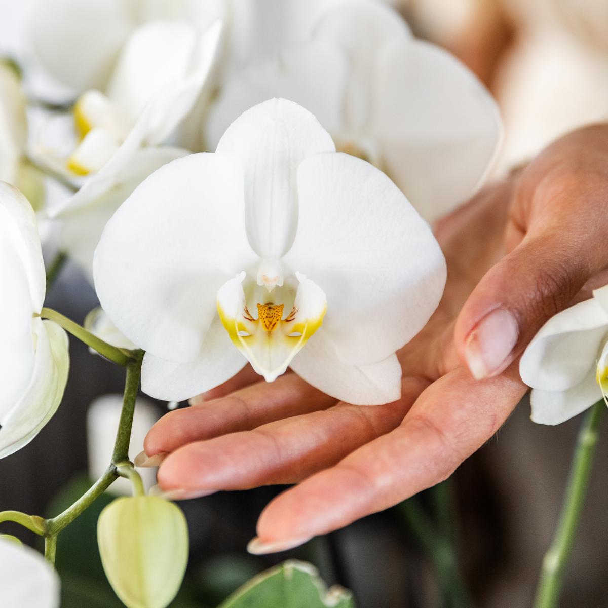 COMBI DEAL van 2 witte Phalaenopsis orchideeën - potmaat Ø12cm | bloeiende kamerplant - vers van de kweker