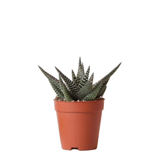 Groene plant - Succulent Haworthia Royal Highnness - potmaat Ø9cm - groene kamerplant - vers van de kweker