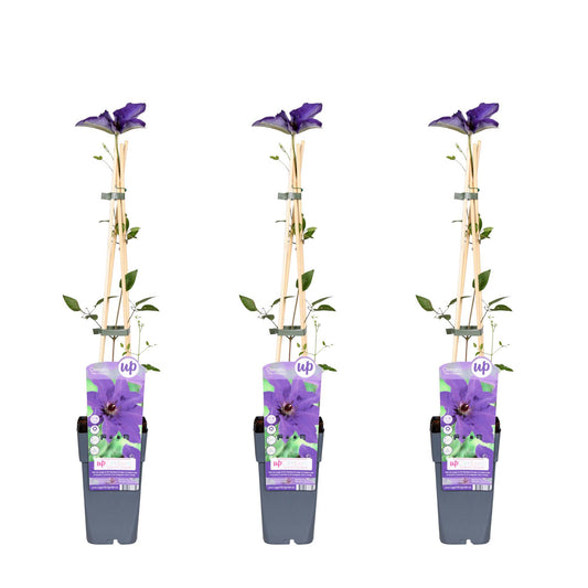 Clematis Paars-blauw 