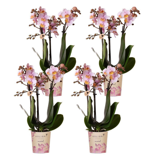 COMBI DEAL van 4 Roze phalaenopsis orchideeën - Andorra - potmaat Ø9cm | bloeiende kamerplant - vers van de kweker