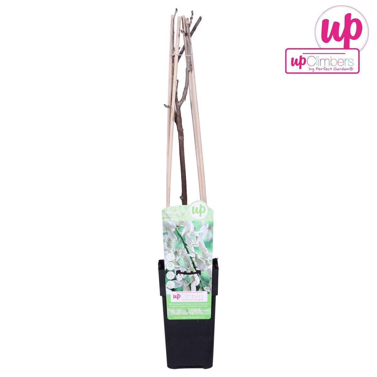 Wisteria floribunda Alba- Witte regen