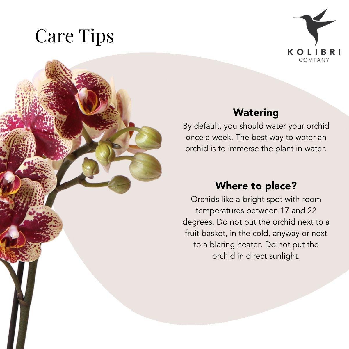 Geel rode phalaenopsis orchidee potmaat Ø9cm | bloeiende kamerplant - vers van de kweker