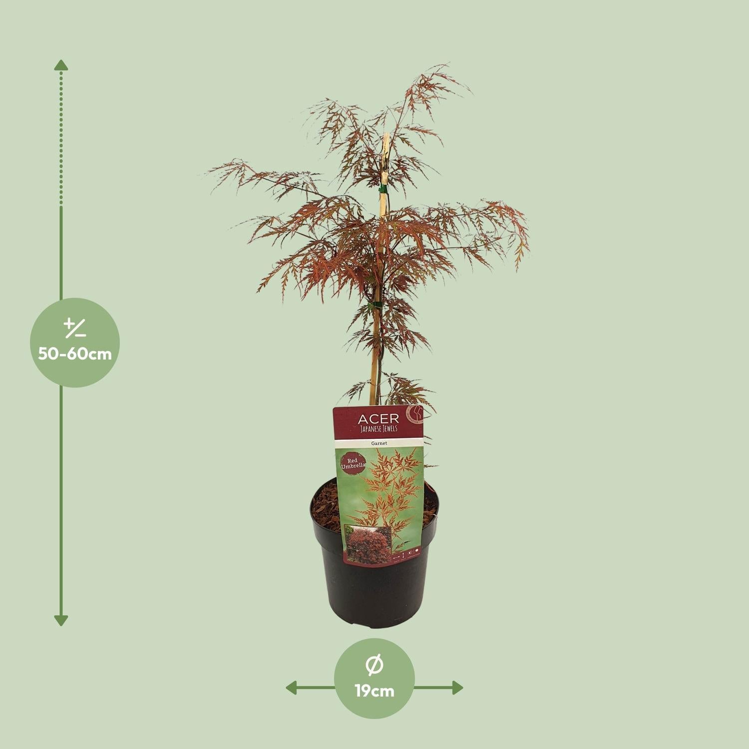 Acer Palm Garnet 
