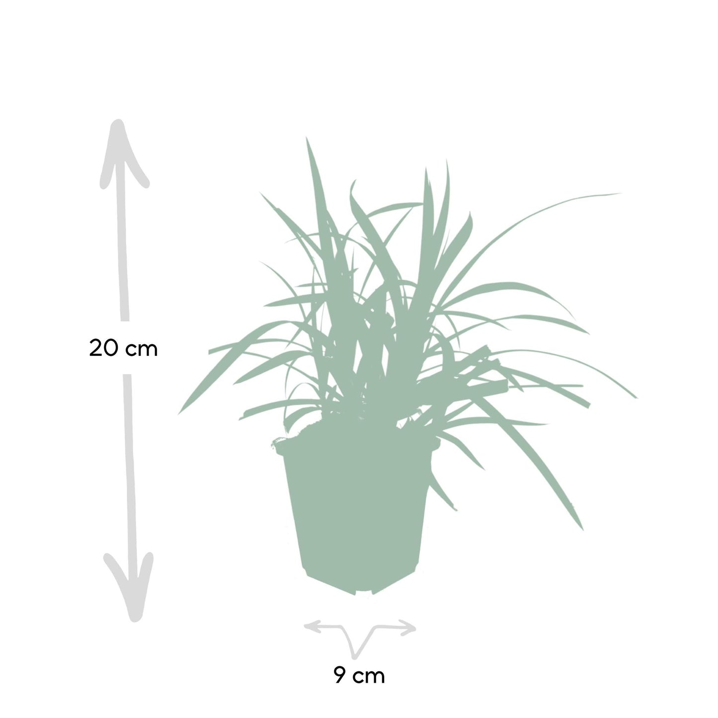 Green Carex Morrowii 