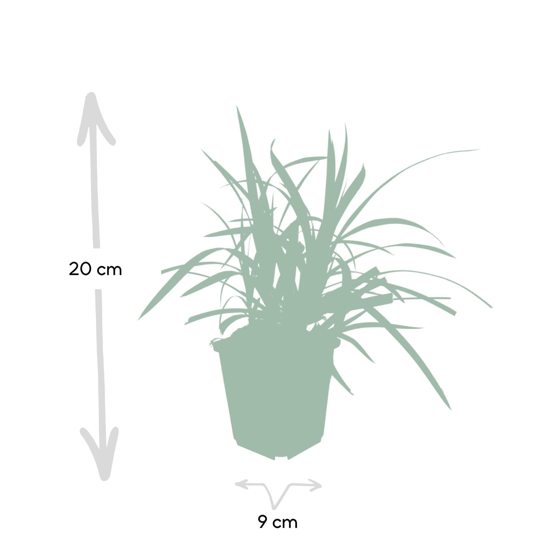 Green Carex Morrowii 