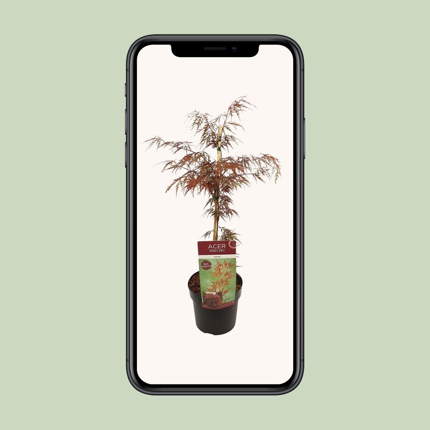 Acer Palm Garnet 