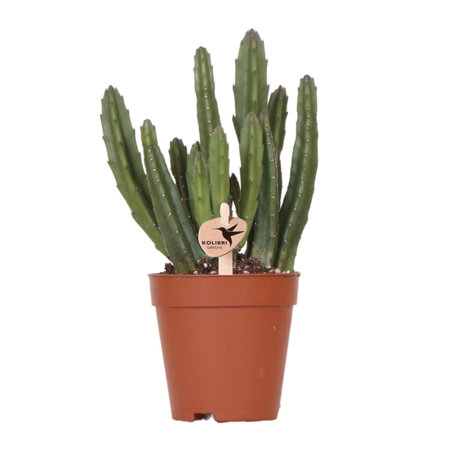 Stapelia - groene kamerplant - vers van de kweker - Ø9cm