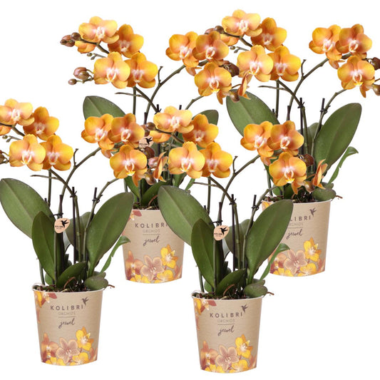 COMBI DEAL van 4 Phalaenopsis orchideeën - Las Vegas - potmaat Ø12cm | bloeiende kamerplant - vers van de kweker