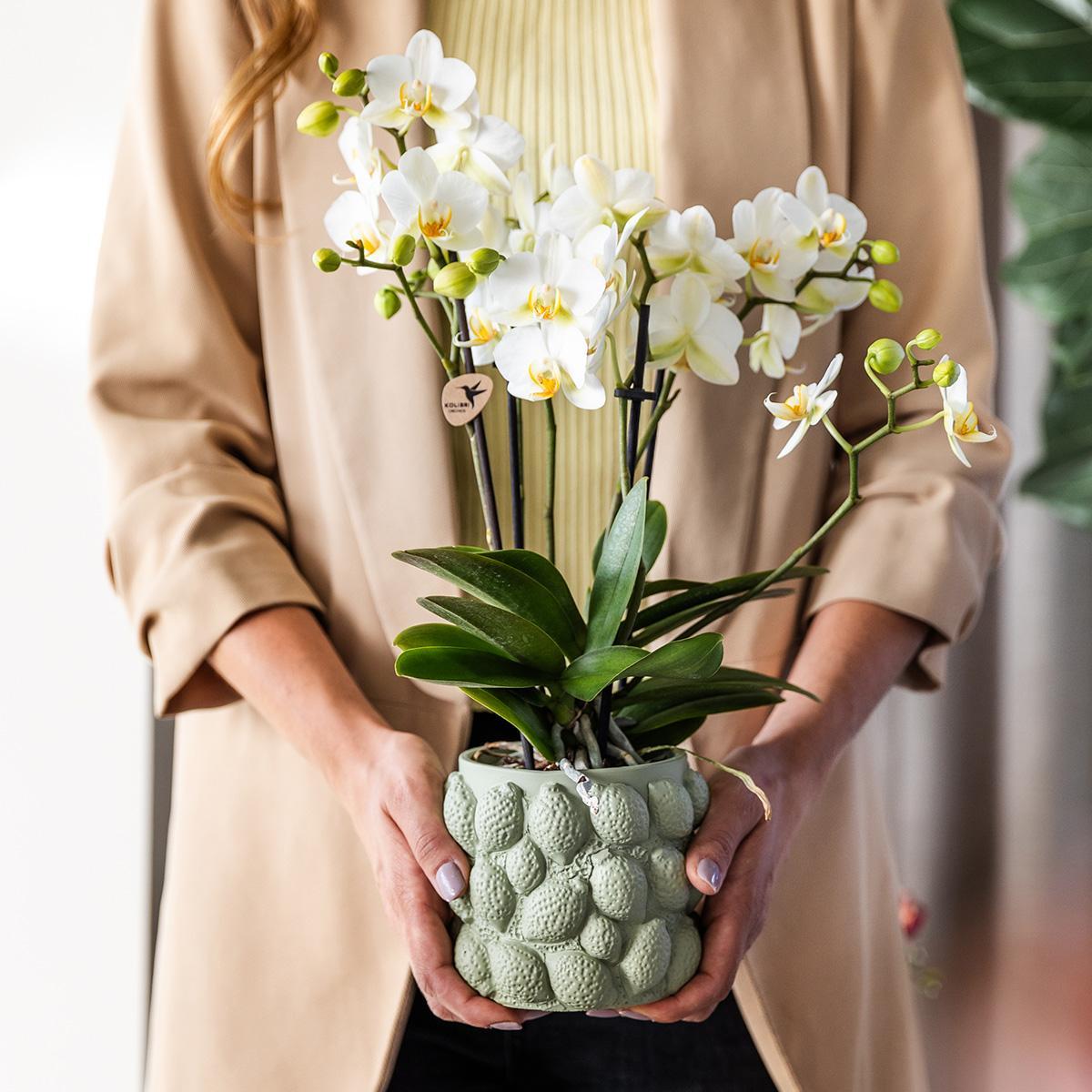 Gele Phalaenopsis orchidee – Mexico + Citrus sierpot green – potmaat Ø9cm – 40cm hoog | bloeiende kamerplant in bloempot - vers van de kweker